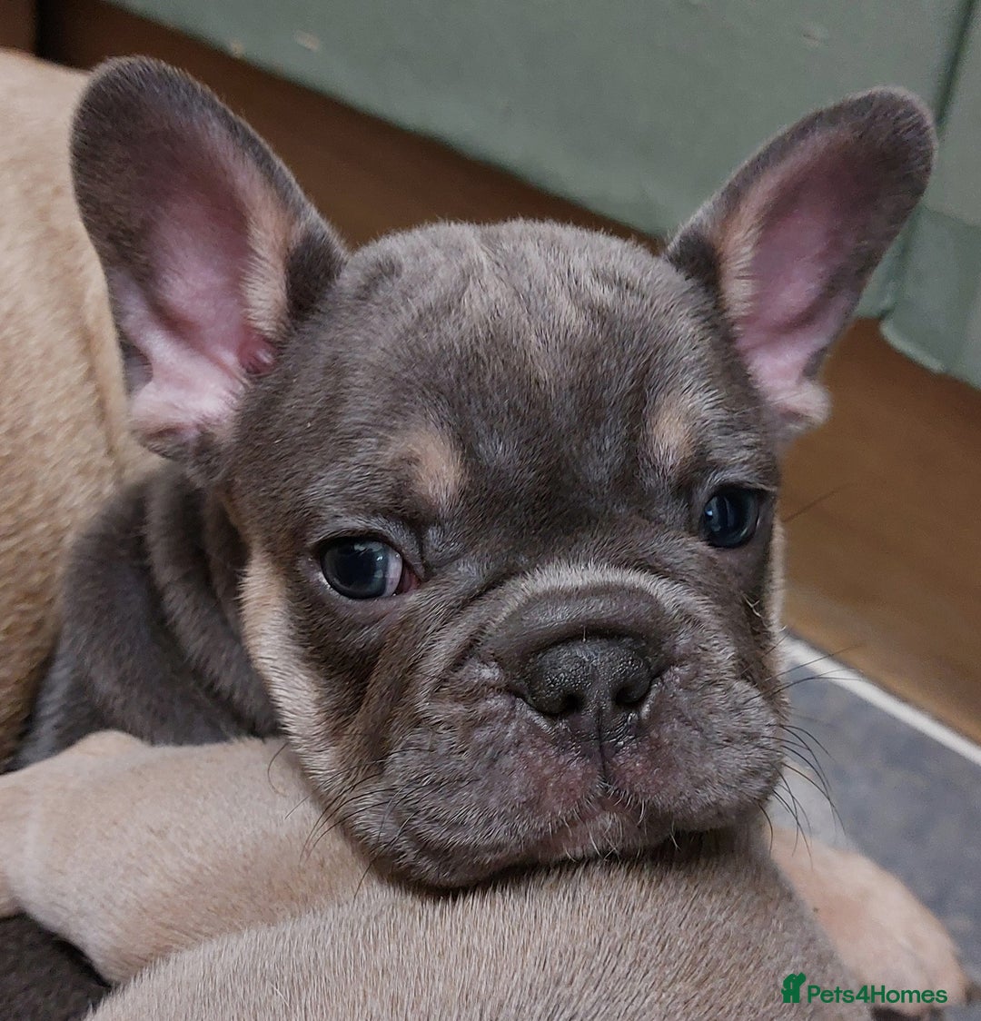 French Bulldog dogs for sale: Home reared beautiful frenchie pups - Image 9