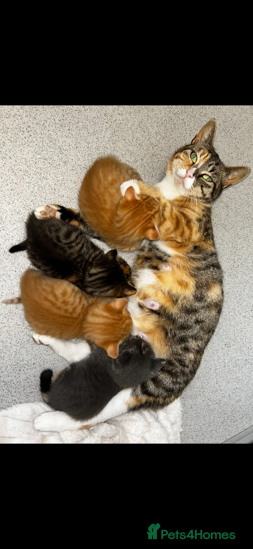 Mixed Breed cats for sale: Grey girl ready now  - Advert 2