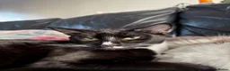 Mixed Breed cats for sale: Black and white male kitten - Advert 5