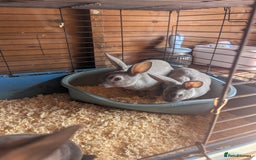 Rex rabbits for sale: Mini rex  - Image 4