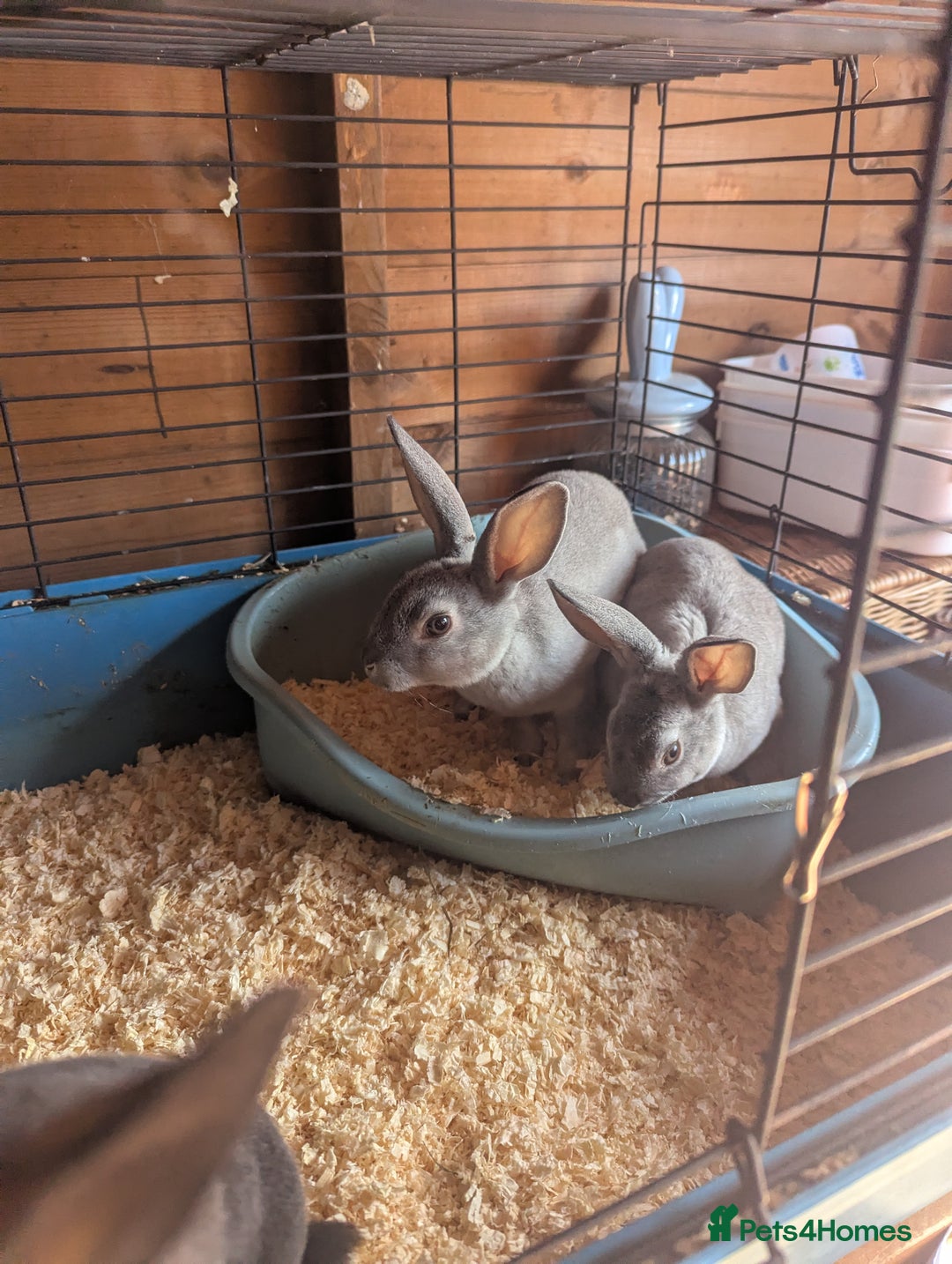 Rex rabbits for sale: Mini rex  - Image 4