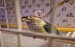 Conures birds for sale: 4 Month Old Turquoise Green Cheeked Conure - Advert 3