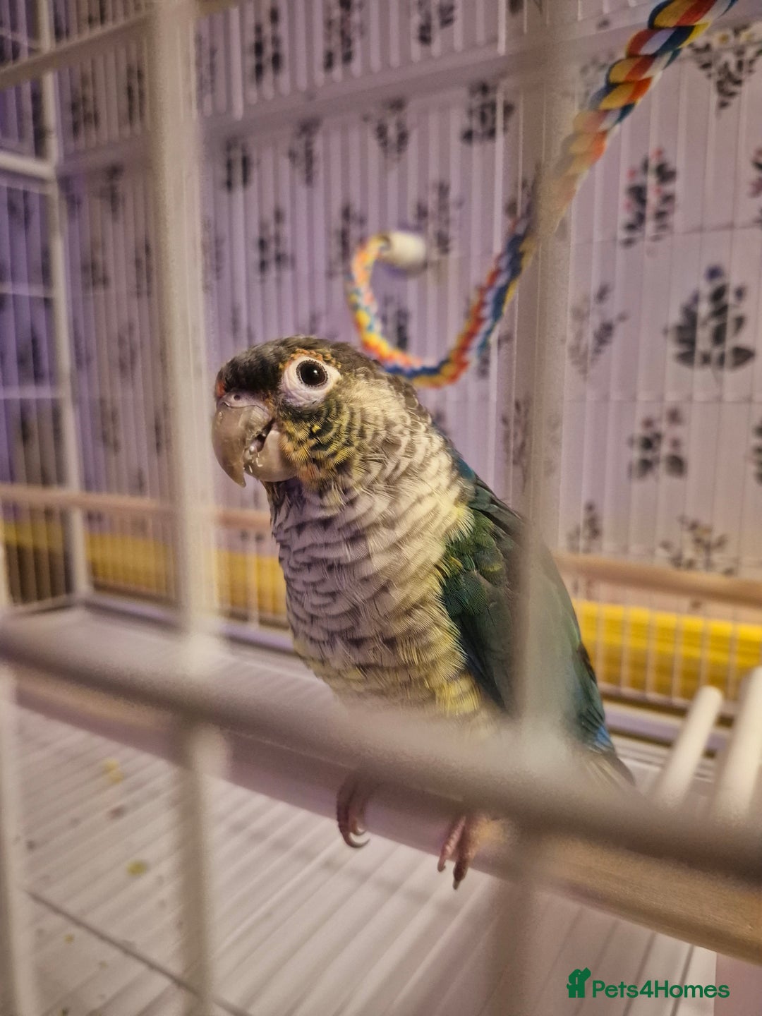 Conures birds for sale: 4 Month Old Turquoise Green Cheeked Conure - Advert 3