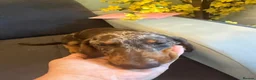 Dachshund dogs for sale: Sold!  Lovely Dachshunds!  - Advert 6