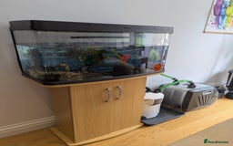 Axolotl reptiles for sale: Adult Axolotl with full setup - Image 2