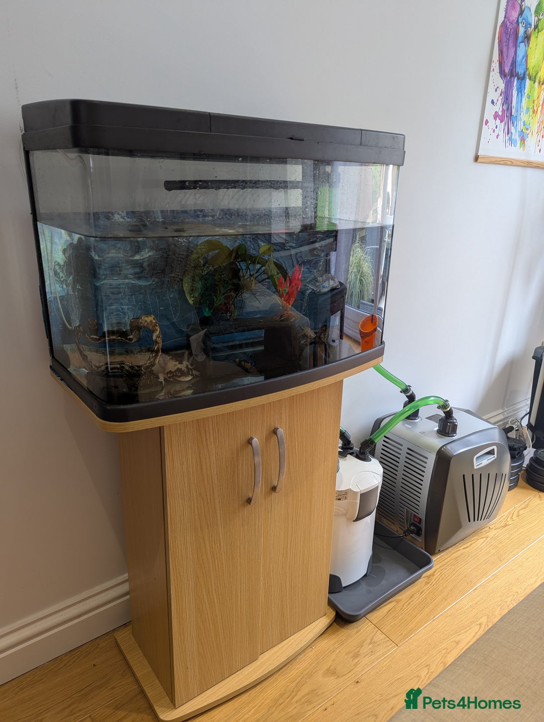 Axolotl reptiles for sale: Adult Axolotl with full setup - Image 2