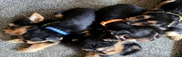 Lakeland Terrier dogs for sale: READY NOW Lakeland terrier puppies - Advert 12