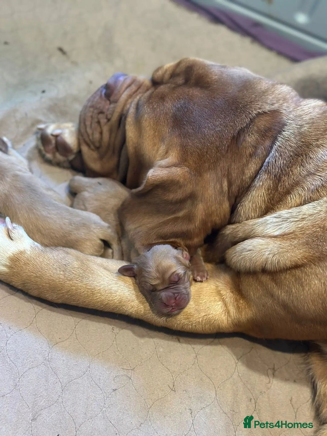 Dogue De Bordeaux dogs for sale: Perfect Dogue de Bordeaux puppies for sale. - Advert 11