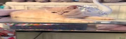 British Shorthair cats for sale: CREAM BRITISH SHORT HAIRED KITTENS  in Rotherham - Advert 7