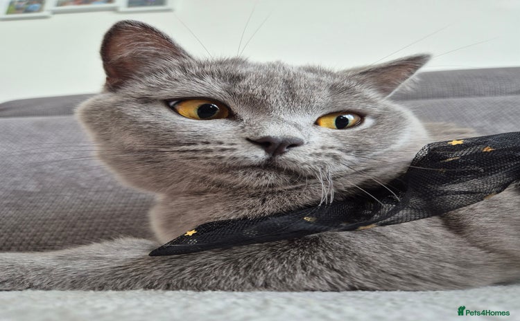 British Shorthair cats - Advert 1