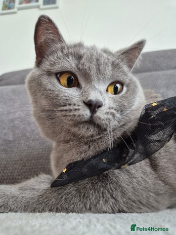 British Shorthair cats - Advert 4