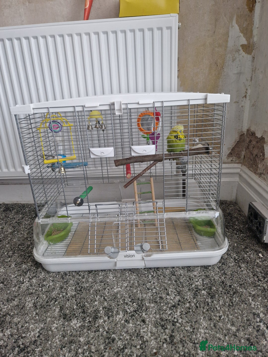 Budgerigars birds for sale: Charlie the Budgie looking for a loving home  - Image 4