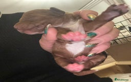 Cavapoo dogs for sale: Cavapoo F1B - Advert 14