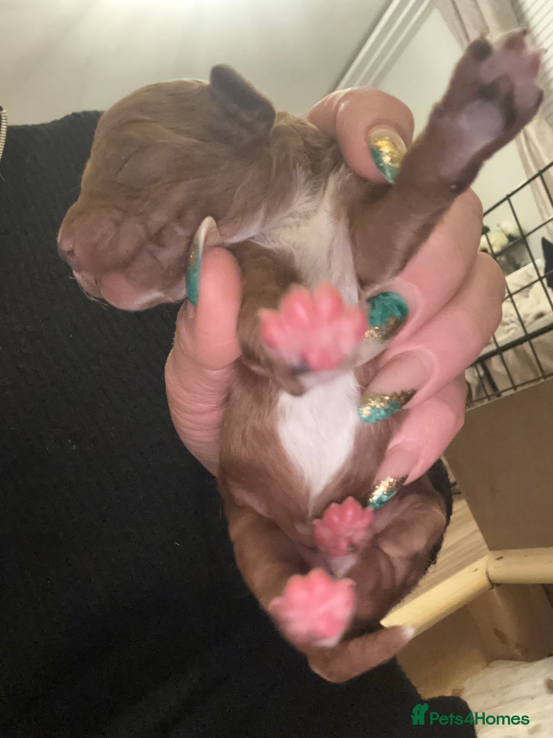 Cavapoo dogs for sale: Cavapoo F1B - Advert 14