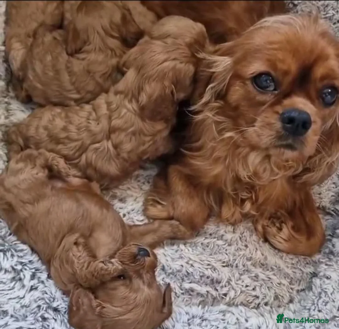 Cavapoo dogs for sale: Adorable selection of Cavapoo pups  - Advert 3