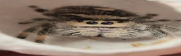 Spiders invertebrates for sale: Apalachicola Jumping spider - Advert 7