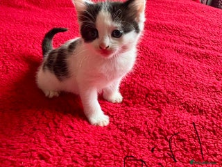 Mixed Breed cats kittens for sale - Advert 4