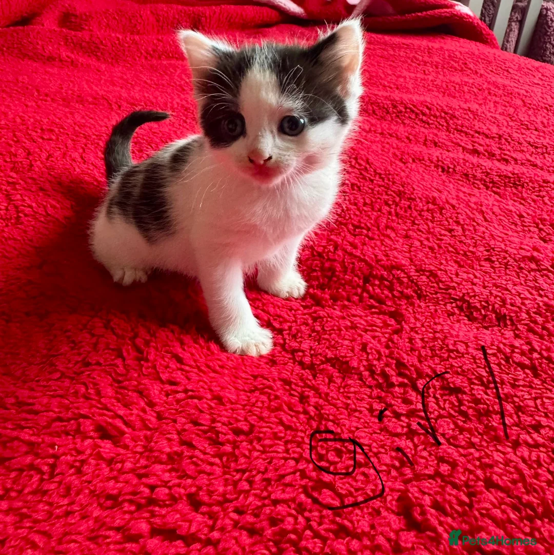 Mixed Breed cats for sale: kittens for sale  - Advert 1
