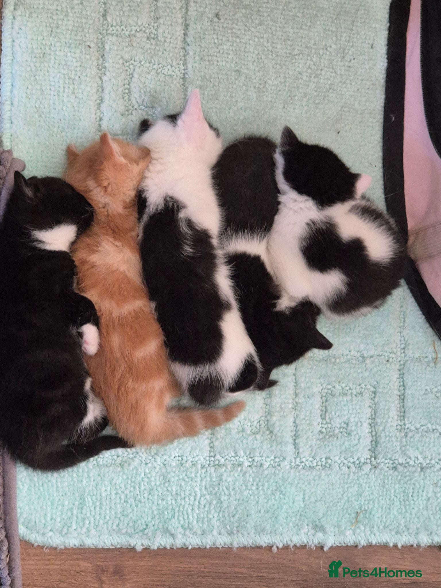 British Shorthair cats Adorable kittens from a loving home - Advert 2