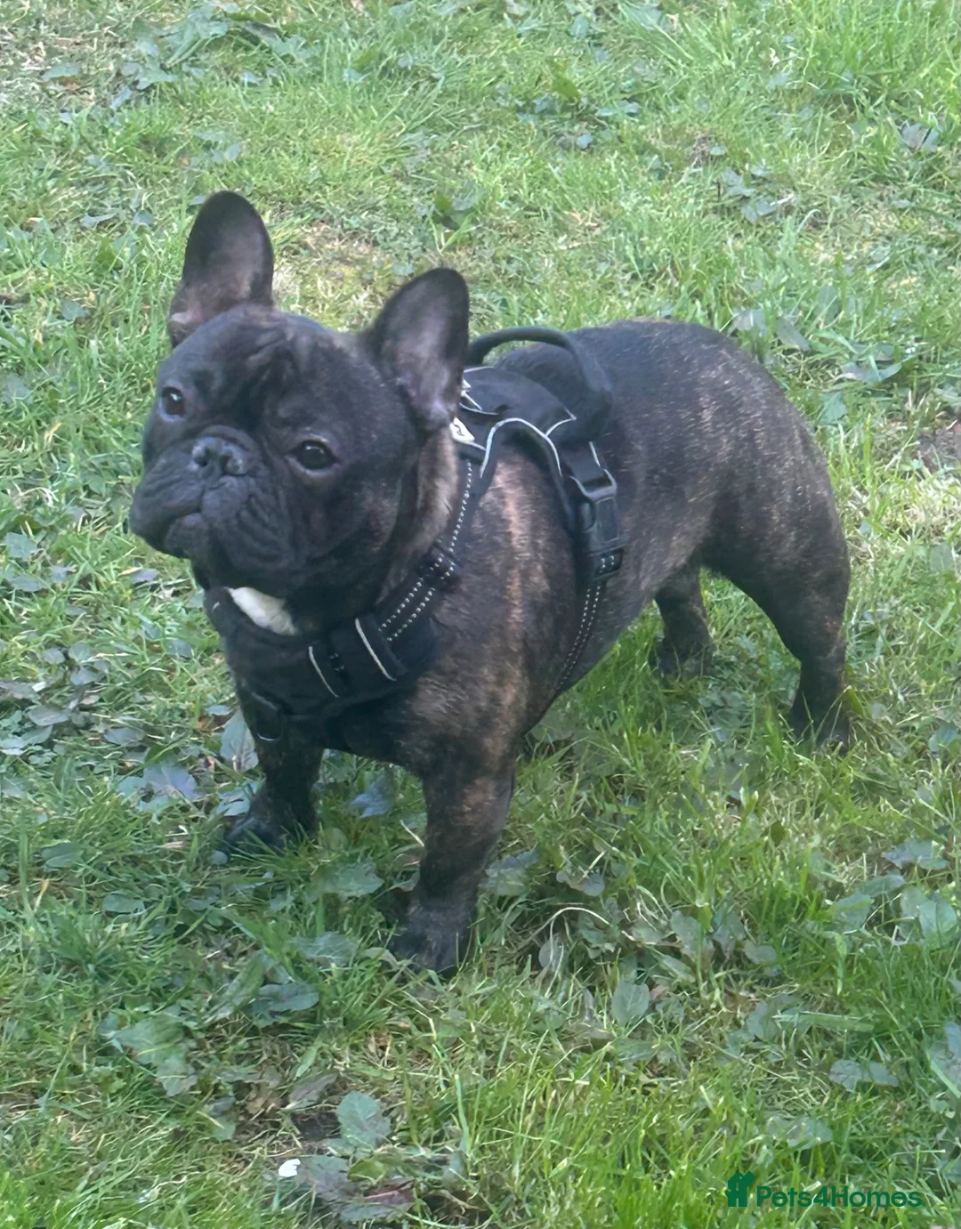 French Bulldog dogs for stud: Standard brindle stud  - Advert 2