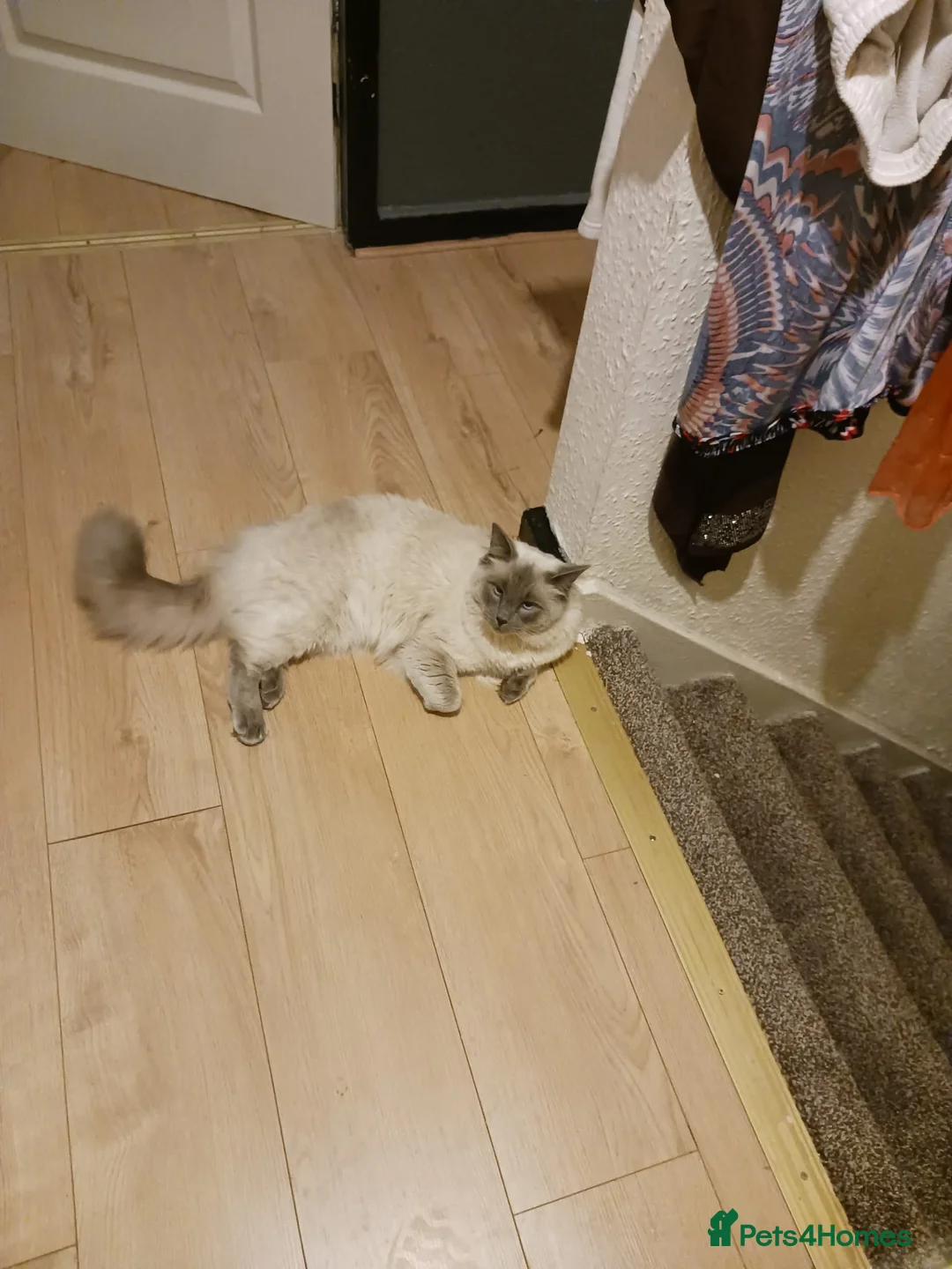 Ragdoll cats for sale: Stormy  - Advert 3