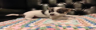 Puppy 7