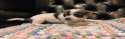 Chihuahua dogs for sale: Chihuahua Puppies for sale, Ready for loving homes - Advert 13