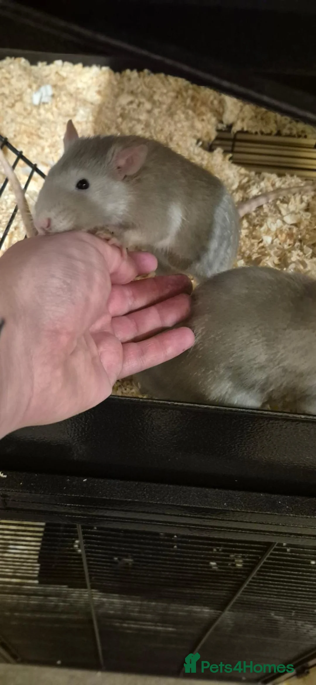 Rat rodents for sale: Rats to experienced keeper - Advert 5