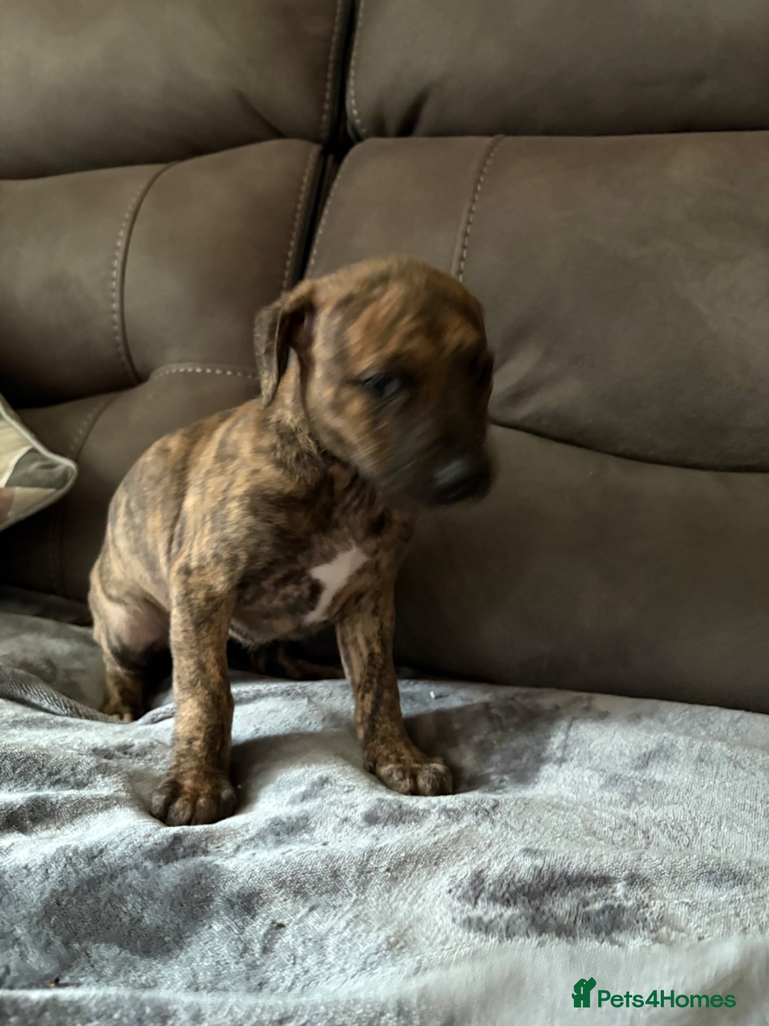 Mixed Breed dogs for sale: WHIPPET X BULL - Advert 5
