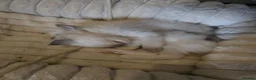 Ragdoll cats for sale: Beautiful Ragdoll Kittens – Ready to Reserve 🐾 in Edinburgh - Advert 9