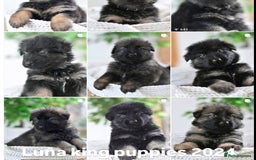 German Shepherd dogs for sale: KC registered 5 generation long coated GSD puppies - Image 11