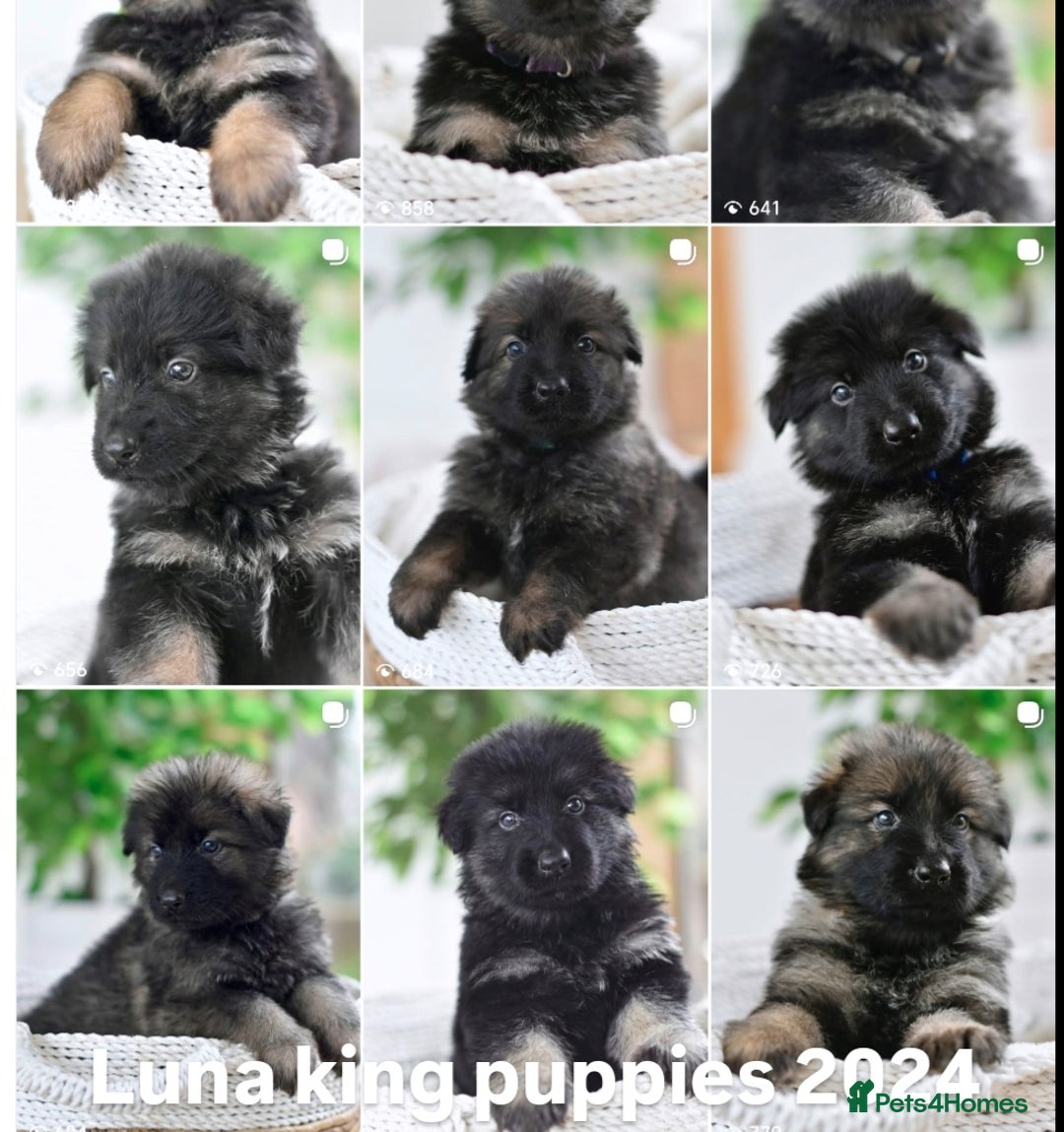 German Shepherd dogs for sale: KC registered 5 generation long coated GSD puppies - Image 11