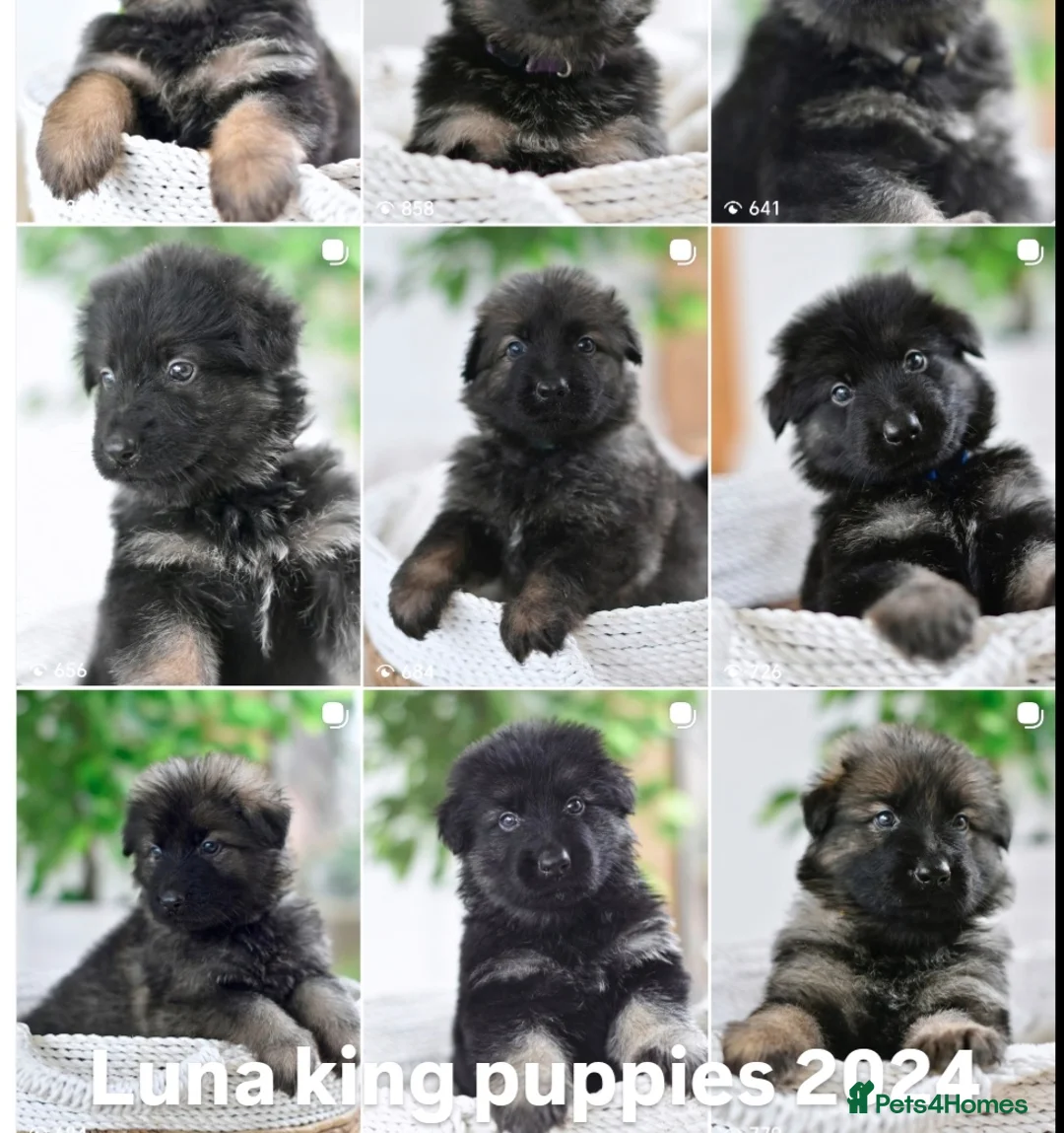German Shepherd dogs for sale: KC registered 5 generation long coated GSD puppies - Advert 21