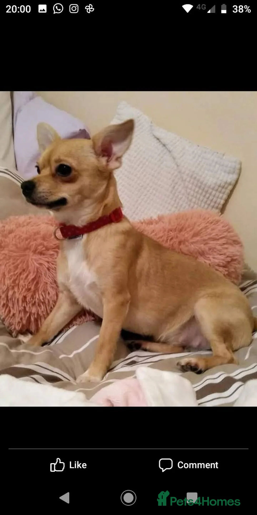 Mixed Breed dogs for sale: Jack Russell x chihuahua  - Advert 7