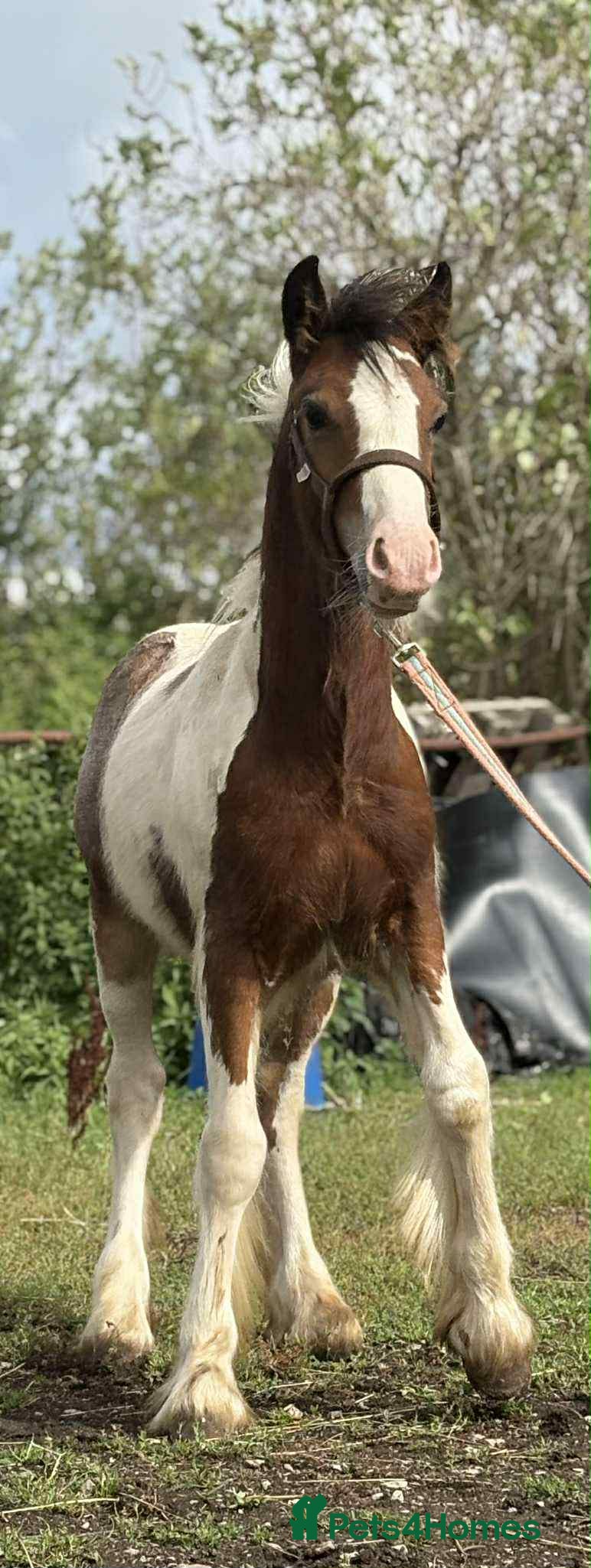 Irish Cob horses Ollie beautiful cob colt  - Advert 5