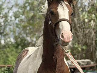 Irish Cob horses Ollie beautiful cob colt - Advert 5