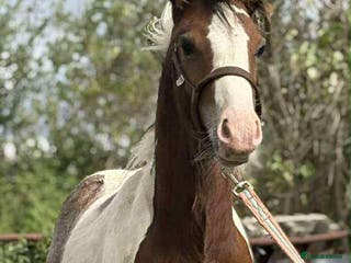 Irish Cob horses Ollie beautiful cob colt 13h - Advert 3