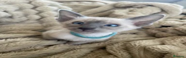 Siamese Kitten blue Point
