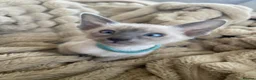 Siamese cats for sale: Last girl lilac point left  - Advert 13