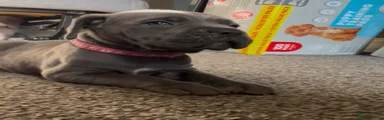 Cane Corso Puppy 2