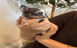 Chihuahua dogs for sale: 3 female and 1 male chihuahua puppies.  - Image 6
