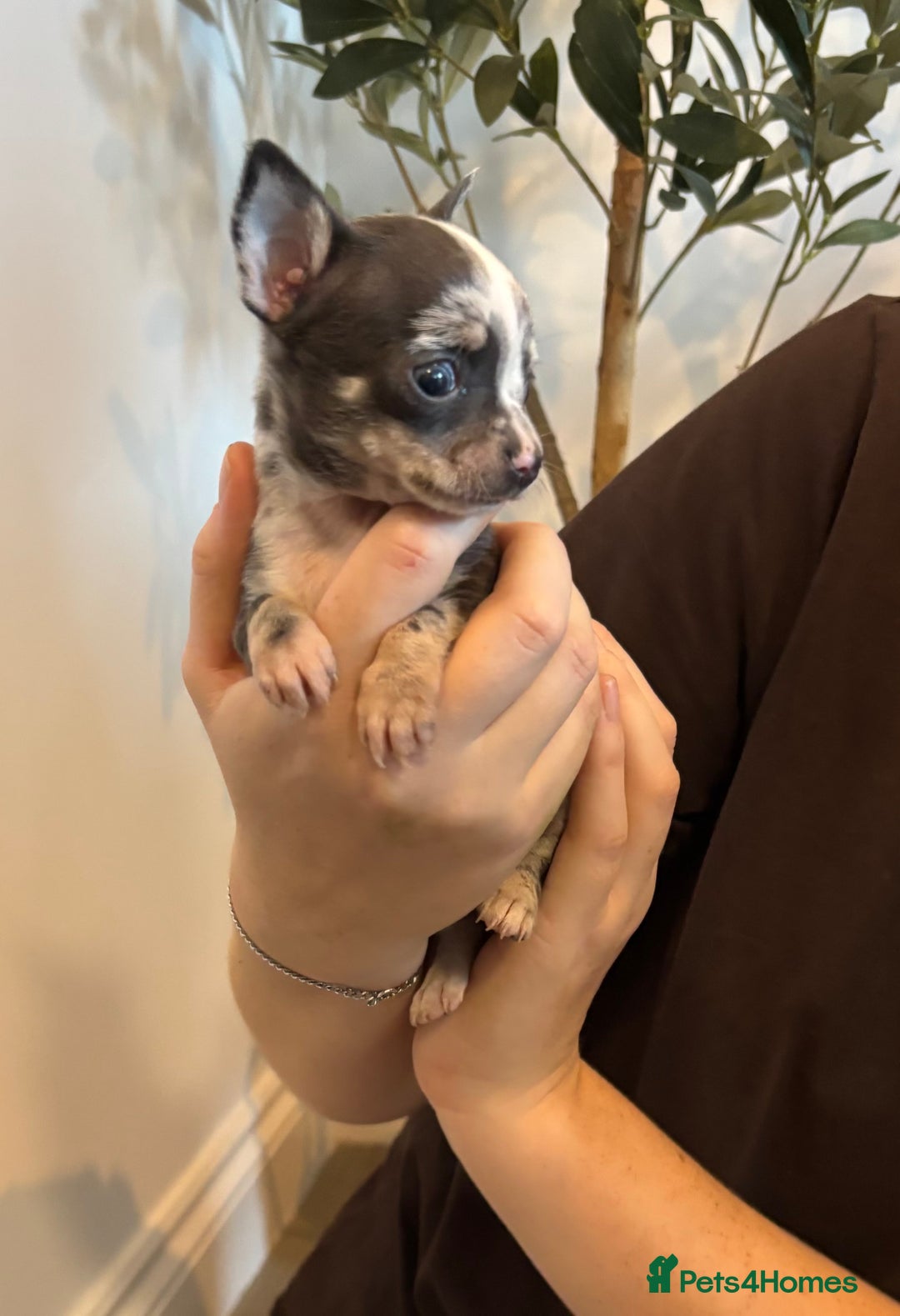 Chihuahua dogs for sale: 3 female and 1 male chihuahua puppies.  - Image 6