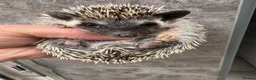 Pygmy Hedgehog rodents for sale: 8wk old APH babies various masks/ colours  - Advert 24