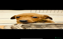 Labrador Retriever dogs for sale: Beautiful fox red and yellow lab puppies  - Image 2