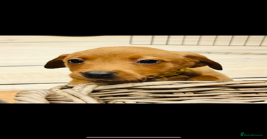 Labrador Retriever dogs - Advert 6