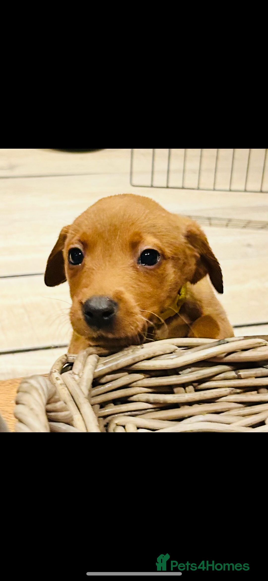 Labrador Retriever dogs for sale: Beautiful fox red and yellow lab puppies  - Image 2