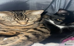 Mixed Breed cats for sale: 2 uniquely marked black kittens  - Image 10
