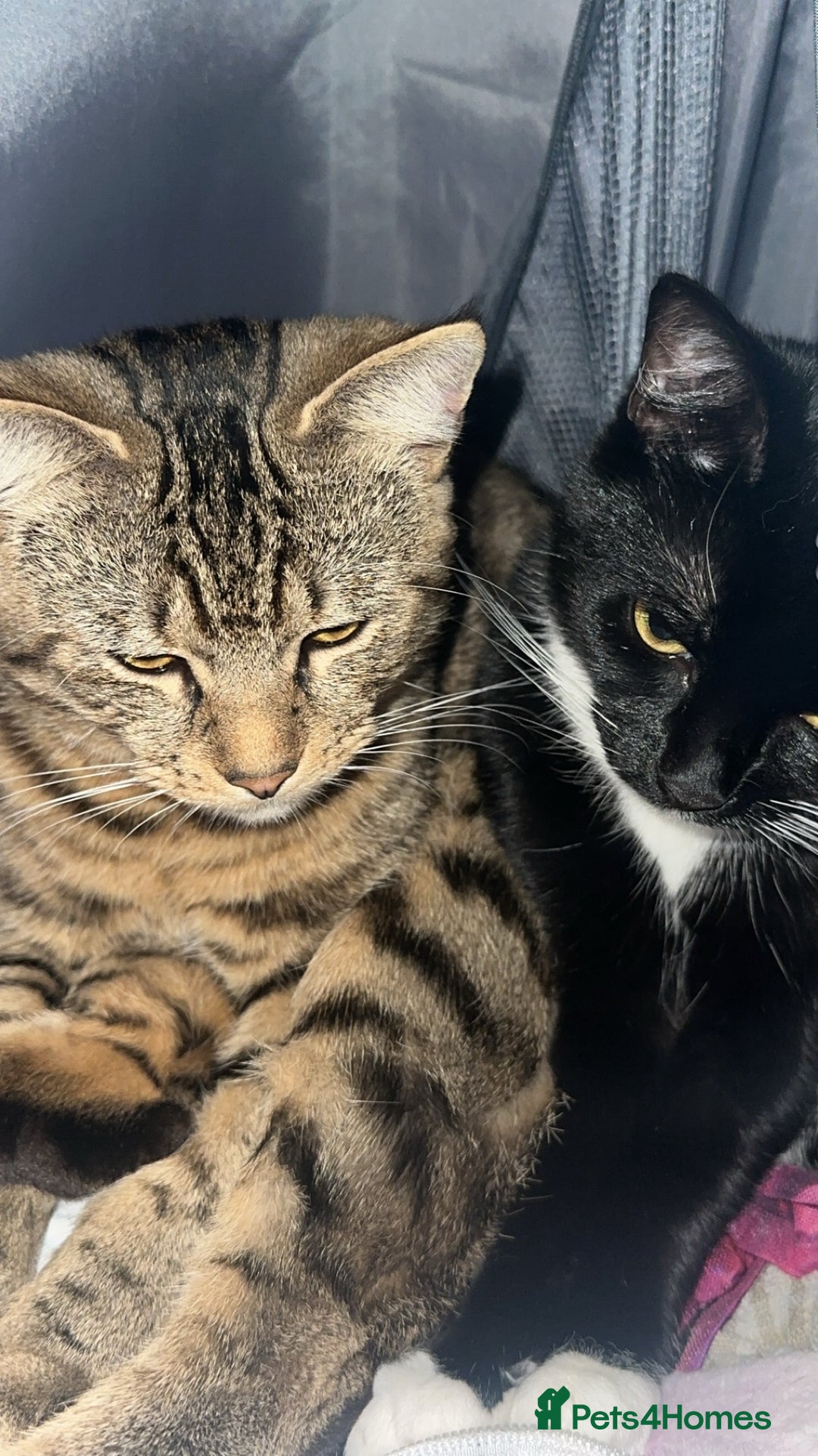 Mixed Breed cats for sale: 2 uniquely marked black kittens  - Image 10