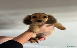 Miniature Dachshund dogs for sale:  Ready to leave - Long Haired Miniature Dachshund  - Image 8
