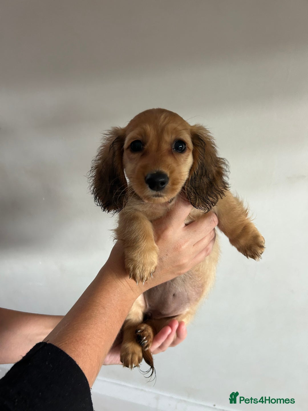 Miniature Dachshund dogs for sale:  Ready to leave - Long Haired Miniature Dachshund  - Image 8